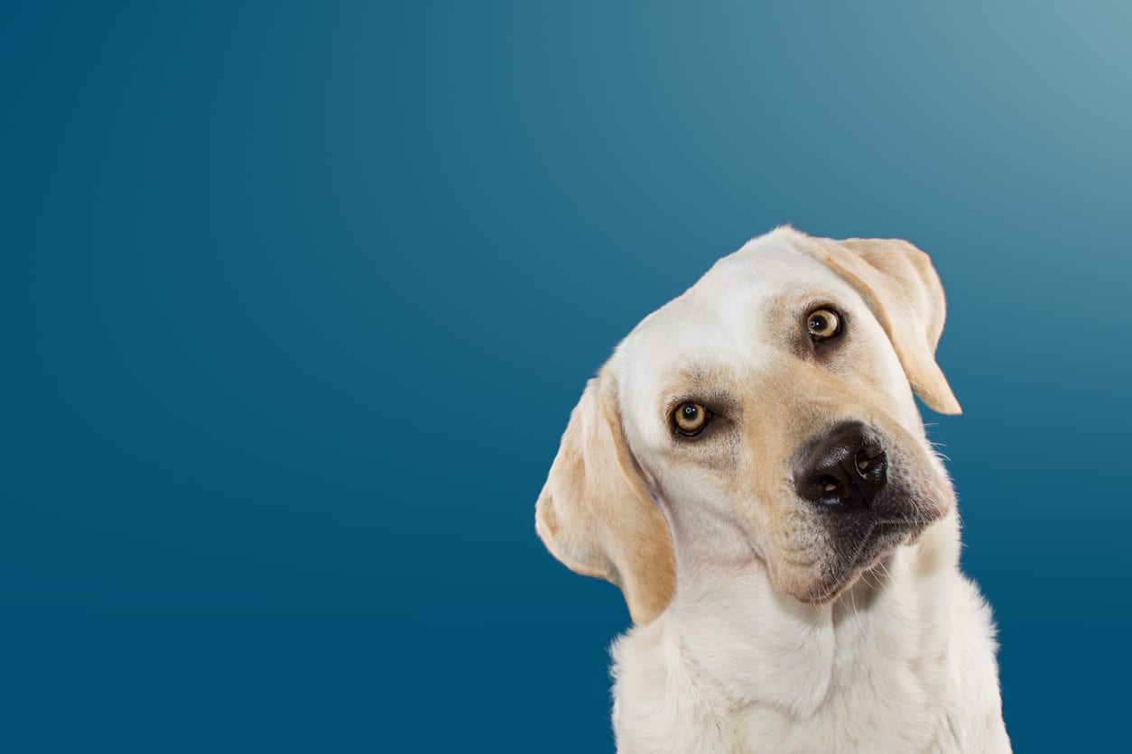 Syndrome vestibulaire du chien : symptômes et traitement - PagesJaunes